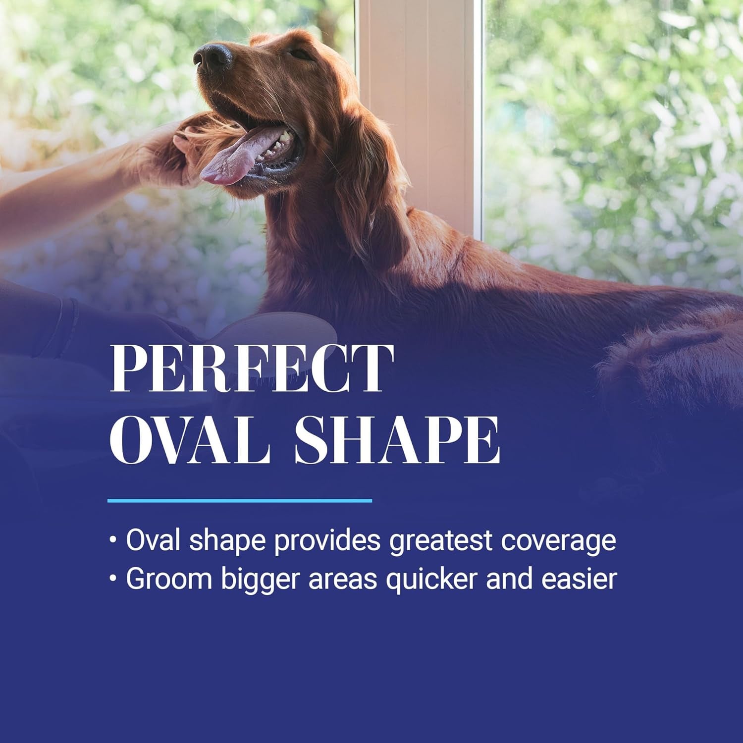 35 Mm Oval Pin Dog Brush, Original Series, Groom like a Professional, Stainless Steel Pins, Lightweight Beech Wood Body, Ground and Polished Tips