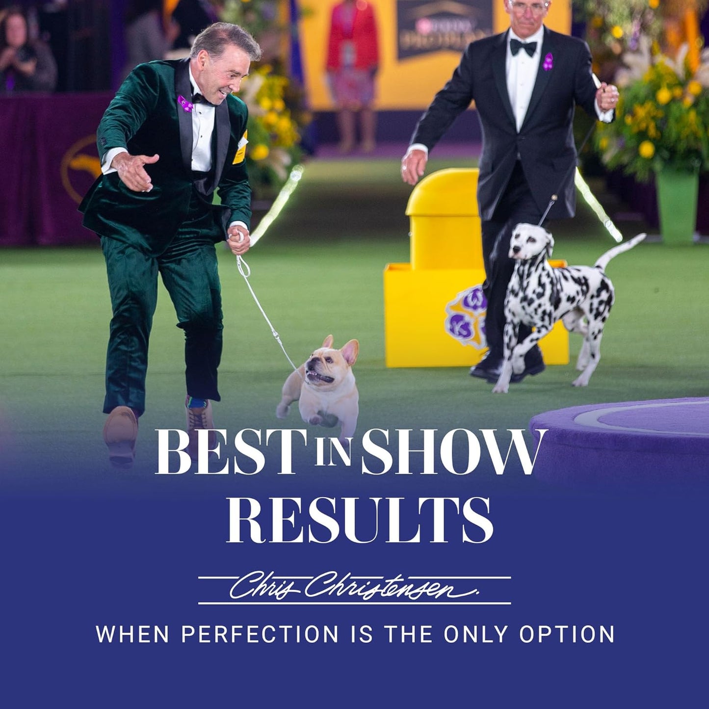 35 Mm Oval Pin Dog Brush, Original Series, Groom like a Professional, Stainless Steel Pins, Lightweight Beech Wood Body, Ground and Polished Tips